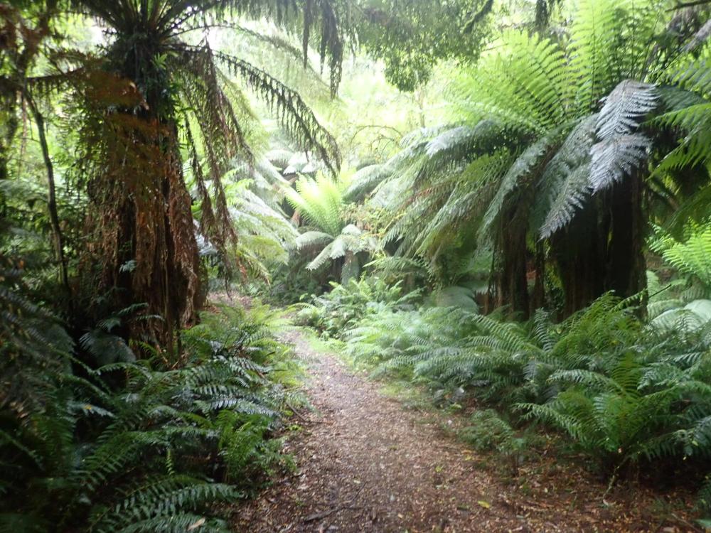 Deb’s story – Tarra Valley Loop 2018