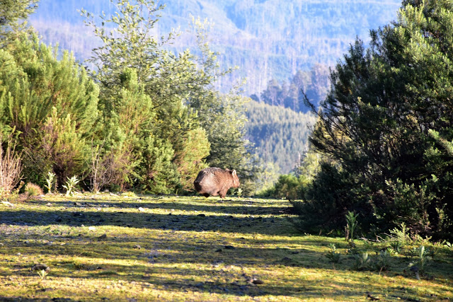 Kevin’s story – Mount Tassie Loop 2017