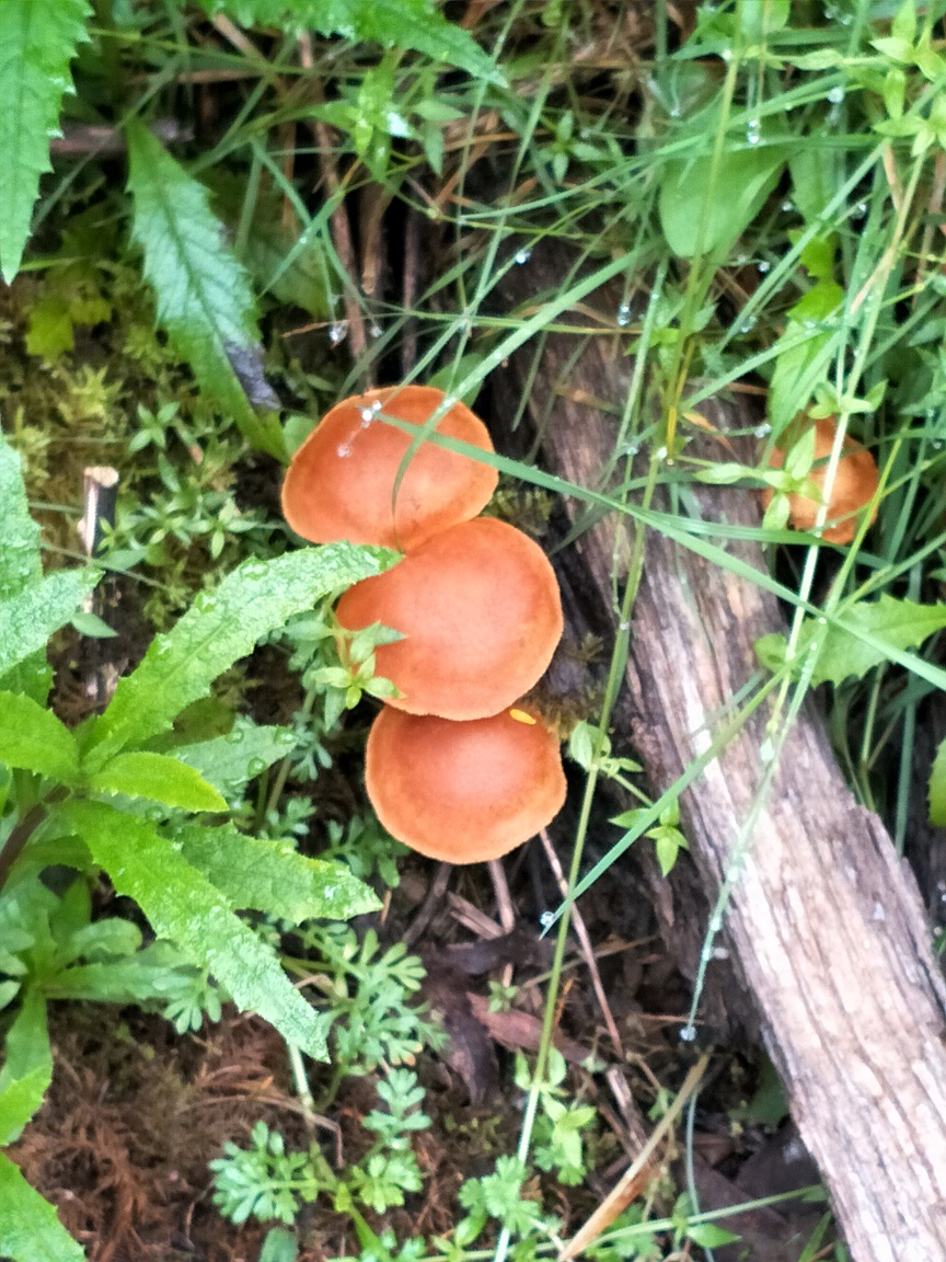 Richard and Jane’s story – Mount Tassie Loop 2020