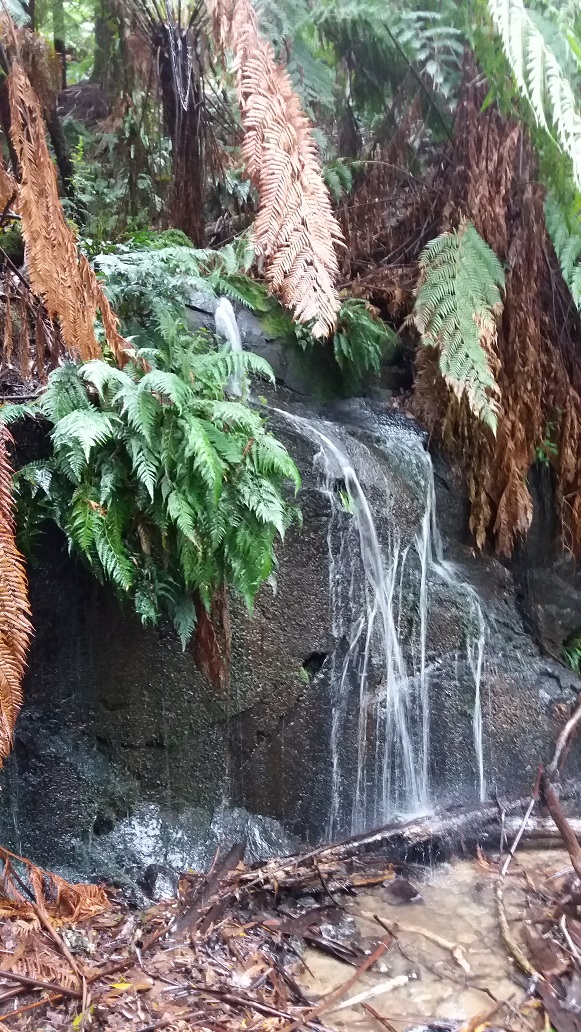 Richard’s story – Tarra Valley Loop 2020