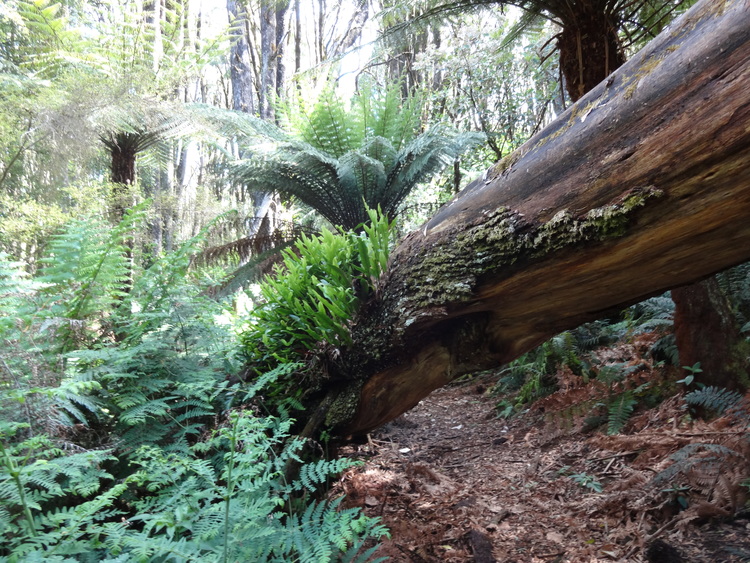 Matt’s story – Mount Tassie Loop 2012