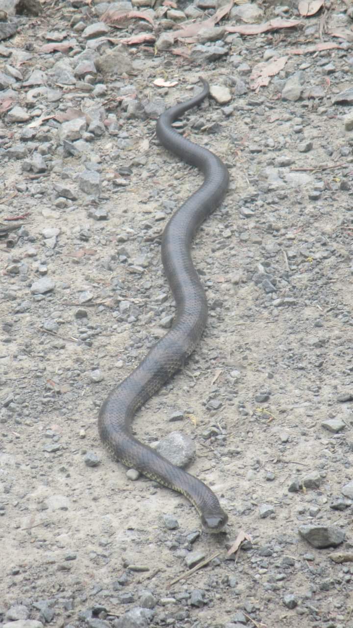 Dan’s story – Snake time (Morwell Tiger) 2020