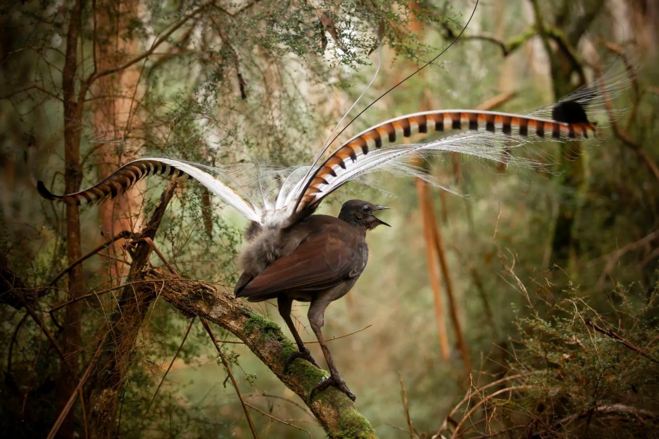 lyrebirds-are-abundant-and-their-many-songs-delight-walkers